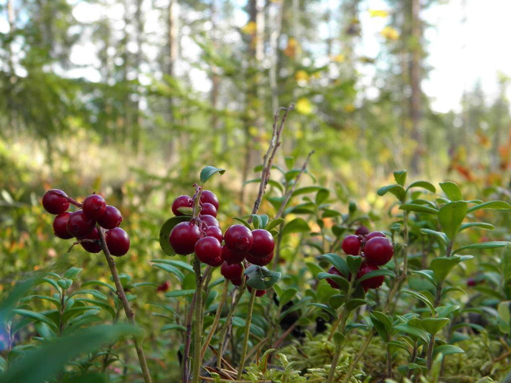 Loikansaari Lomamoekit Holiday Cottages Kallislahti Luaran gambar